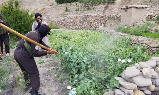 Taliban Interior Ministry reports destruction of poppy fields in six Afghan provinces