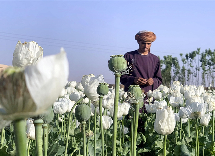 В 2023 году выращивание опия в Афганистане сократилось на 95%