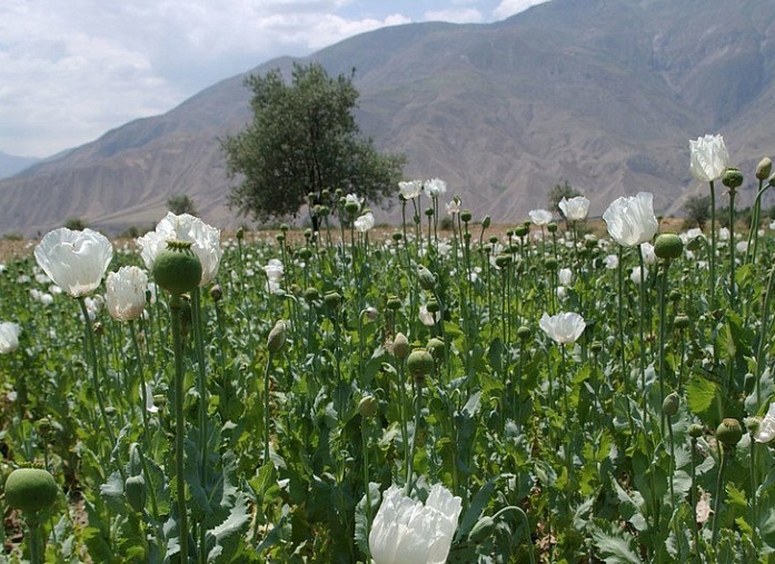 CARICC reports an increase in opium smuggling in Central Asia